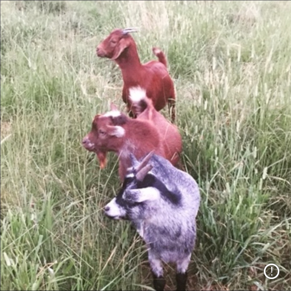GOAT! 💕🐐 - Picture 10 of 12
